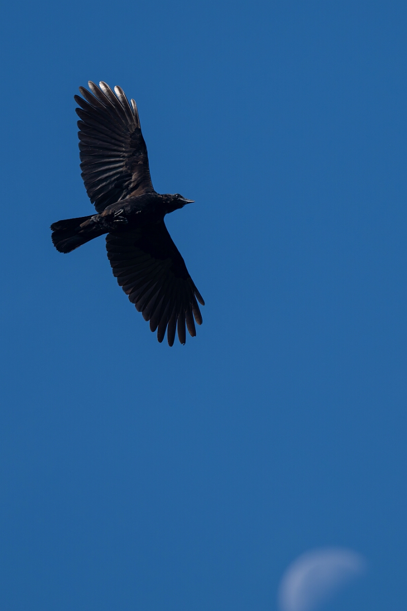 David Plant Photography - Wildlife Photography - American crow - D.jpg - American crow - Burnt Land Provincial Park, Ontario