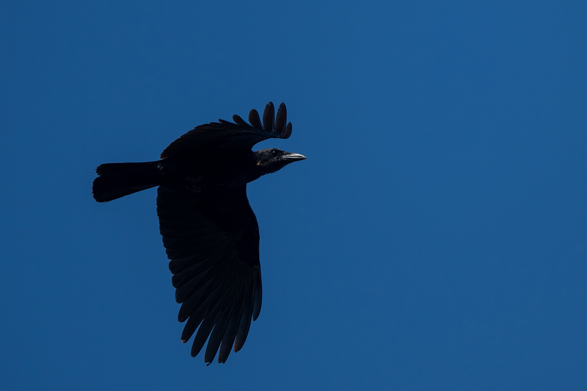 David Plant Photography - Wildlife Photography - American crow - E.jpg - American crow - Burnt Land Provincial Park, Ontario
