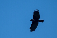 David Plant Photography - Wildlife Photography - American crow - B