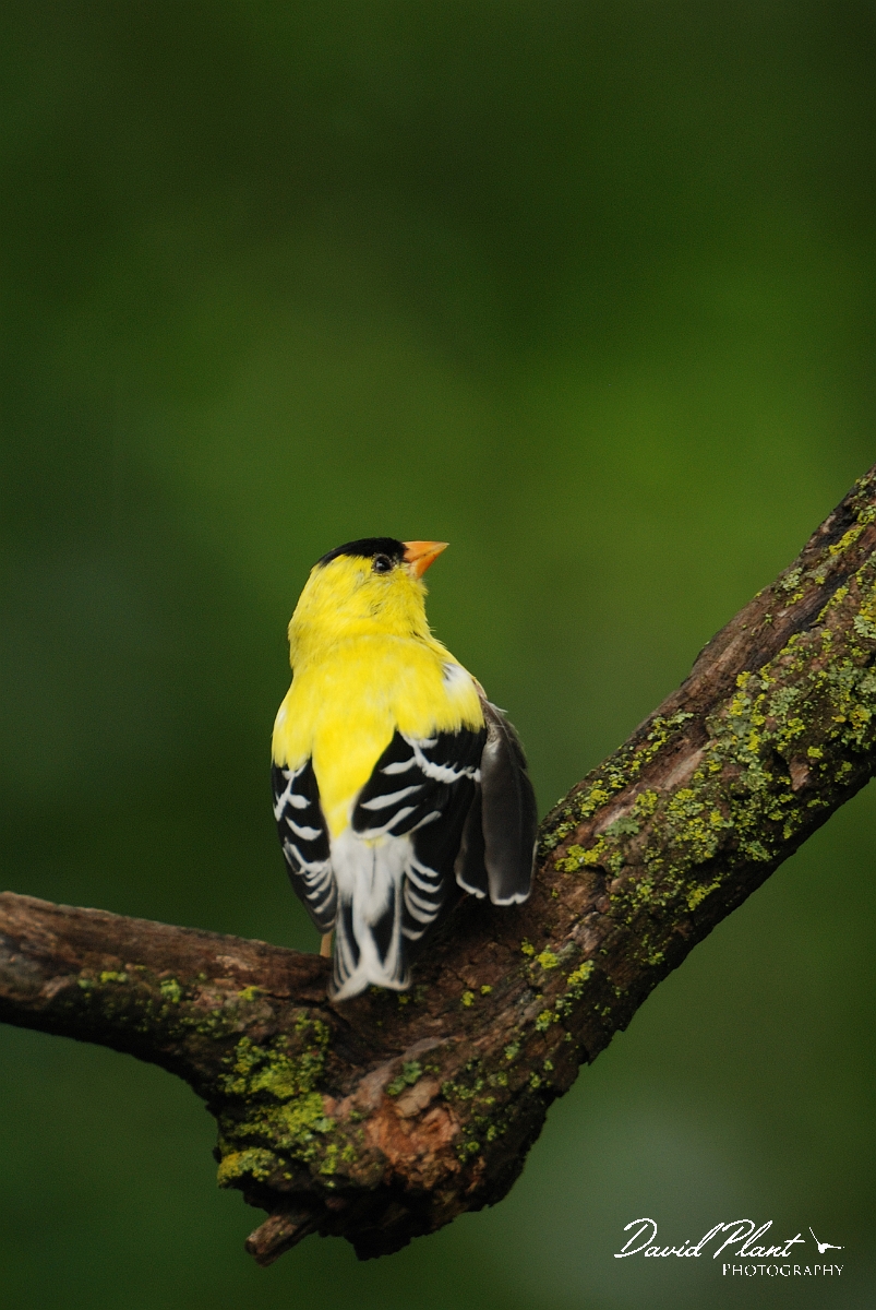 David Plant Photography - Wildlife Photographer - American goldfinch - A.jpg - American goldfinch male - Ottawa, ON