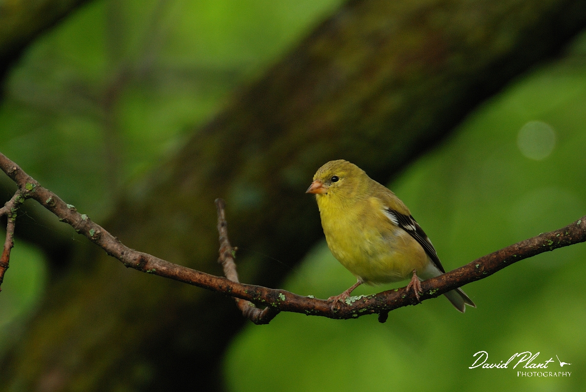 David Plant Photography - Wildlife Photographer - American goldfinch - B.jpg - American goldfinch female - Ottawa, ON