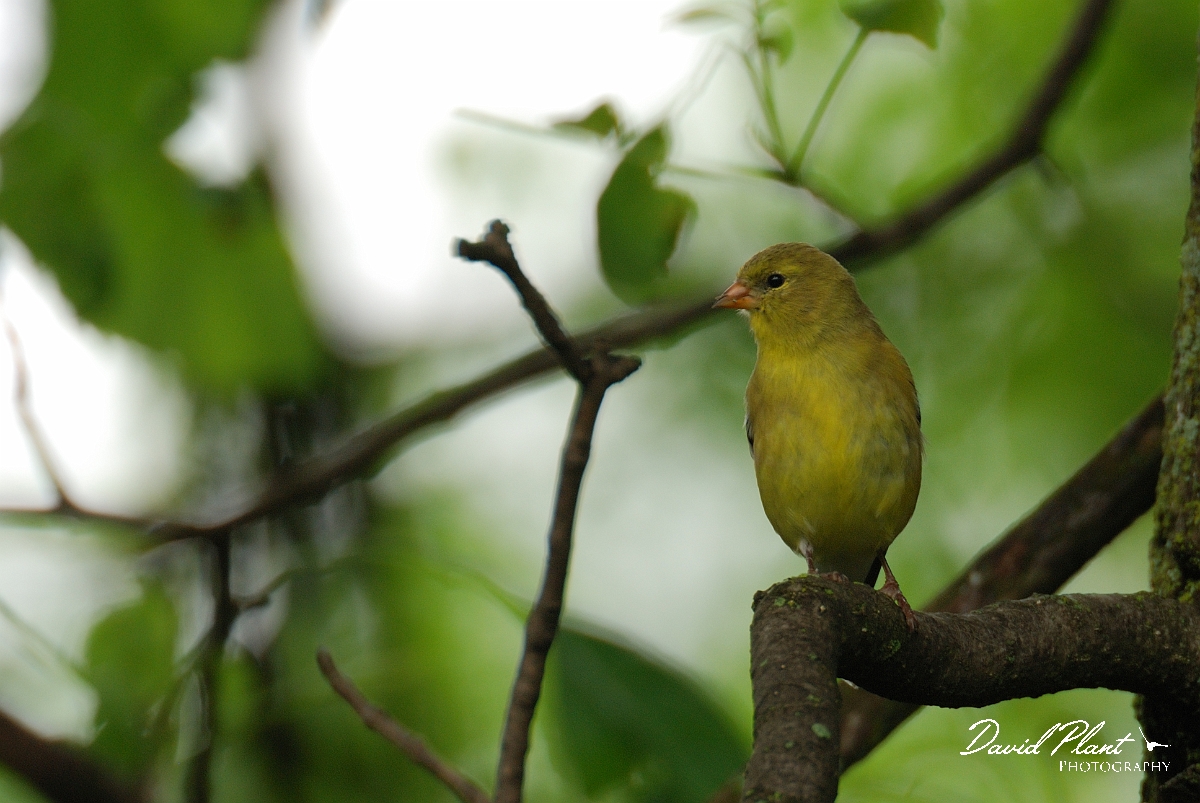 David Plant Photography - Wildlife Photographer - American goldfinch - C.jpg - American goldfinch female - Ottawa, ON