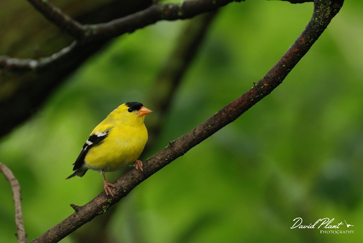 David Plant Photography - Wildlife Photographer - American goldfinch - D.jpg - American goldfinch male - Ottawa, ON