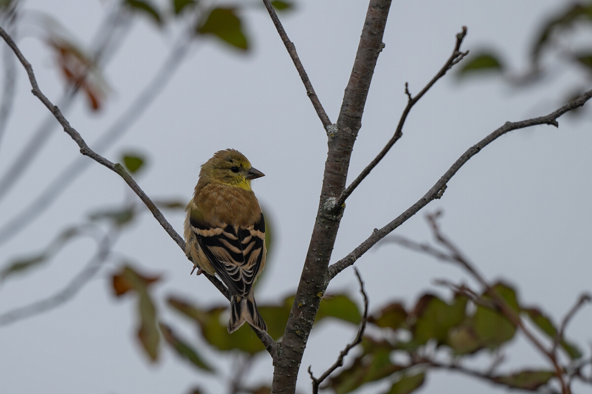 David Plant Photography - Wildlife Photography - American goldfinch - A.jpg - American goldfinch - Old Almonte Road, Manion Corners, Ontario