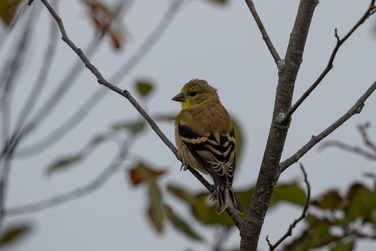 David Plant Photography - Wildlife Photography - American goldfinch - B.jpg - American goldfinch - Old Almonte Road, Manion Corners, Ontario