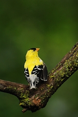 David Plant Photography - Wildlife Photographer - American goldfinch - A