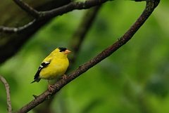 David Plant Photography - Wildlife Photographer - American goldfinch - D