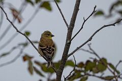 David Plant Photography - Wildlife Photography - American goldfinch - A