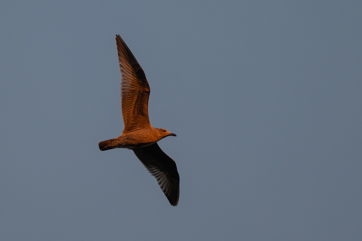David Plant Photography - Wildlife Photography - American herring gull - A.jpg - American herring gull - Beaver trail, Stony Swamp, Ontario