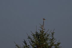 David Plant Photography - Wildlife Photography - American kestrel - A