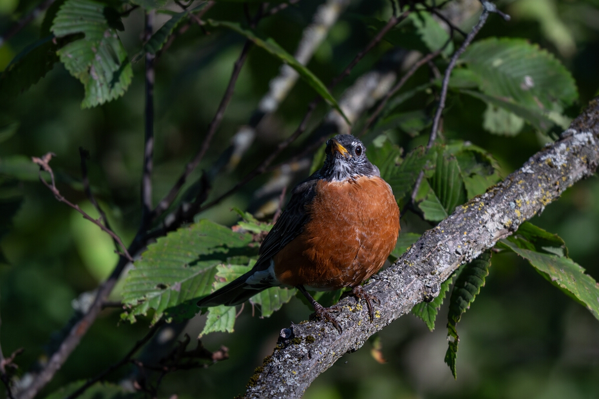 David Plant Photography - Wildlife Photography - American robin - A.jpg - American robin - Sarsaparilla trail, Stony Swamp, Ontario