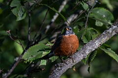 David Plant Photography - Wildlife Photography - American robin - A