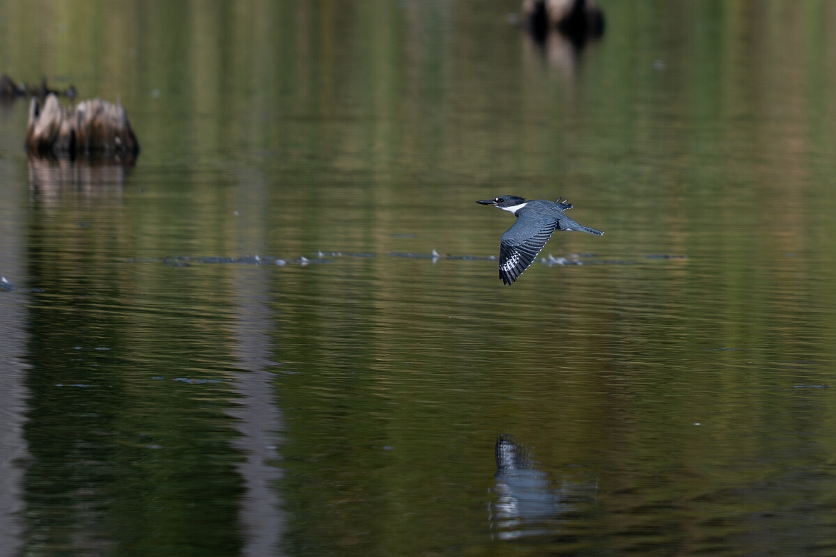 David Plant Photography - Wildlife Photography - Belted kingfisher - B.jpg - Belted kingfisher - Sarsaparilla trail, Stony Swamp, Ontario