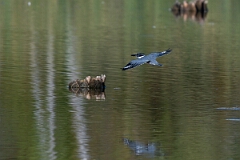 David Plant Photography - Wildlife Photography - Belted kingfisher - A