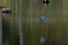 David Plant Photography - Wildlife Photography - Belted kingfisher - B