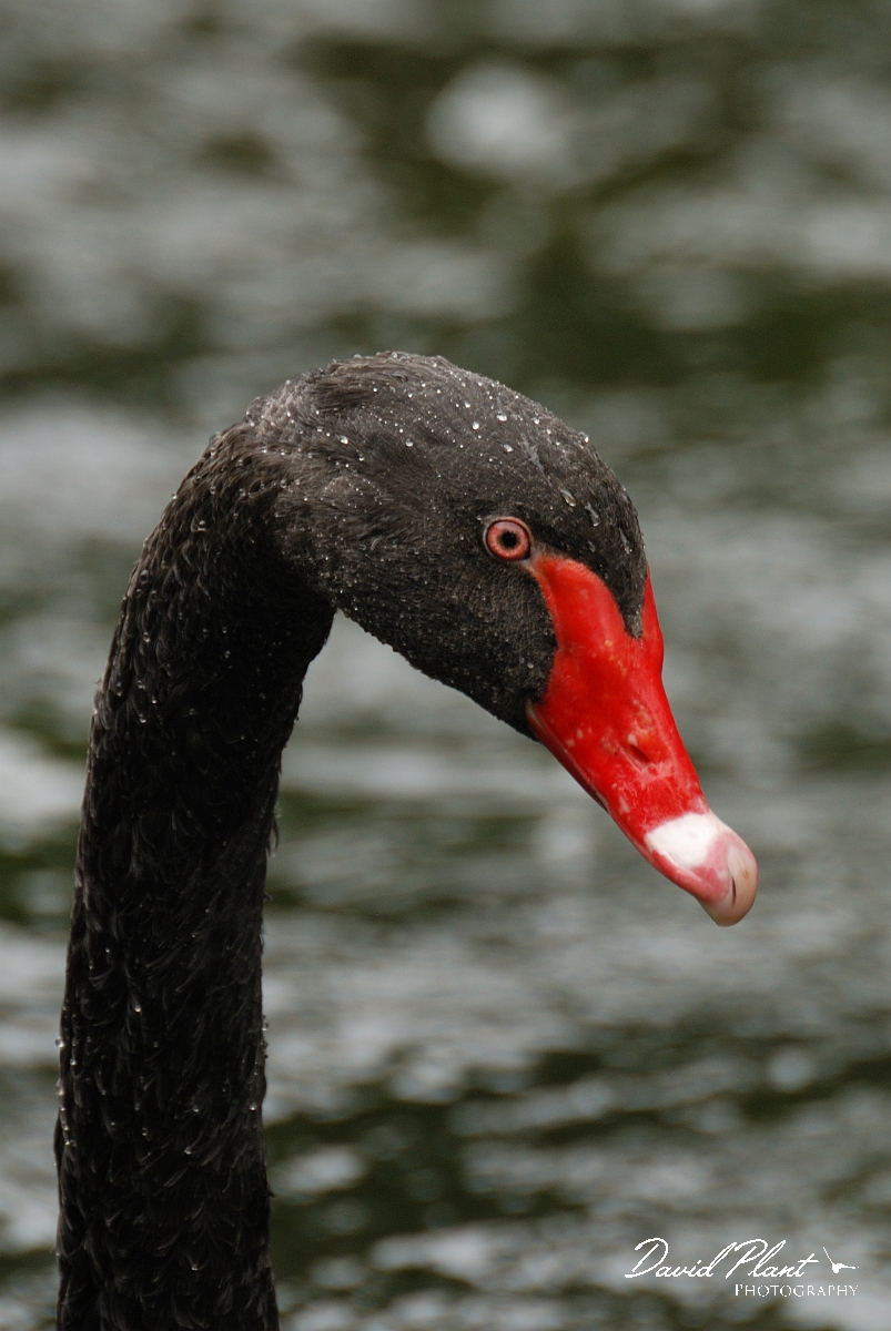 David Plant Photography - Wildlife Photographer - Black swan - A.jpg - Black swan - Rideau River, Ottawa, ON