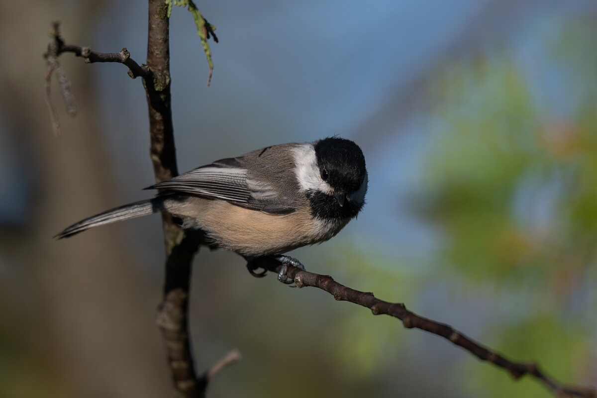 David Plant Photography - Wildlife Photography - Black-capped chickadee - A.jpg - Black-capped chickadee - Beaver trail, Stony Swamp, Ontario