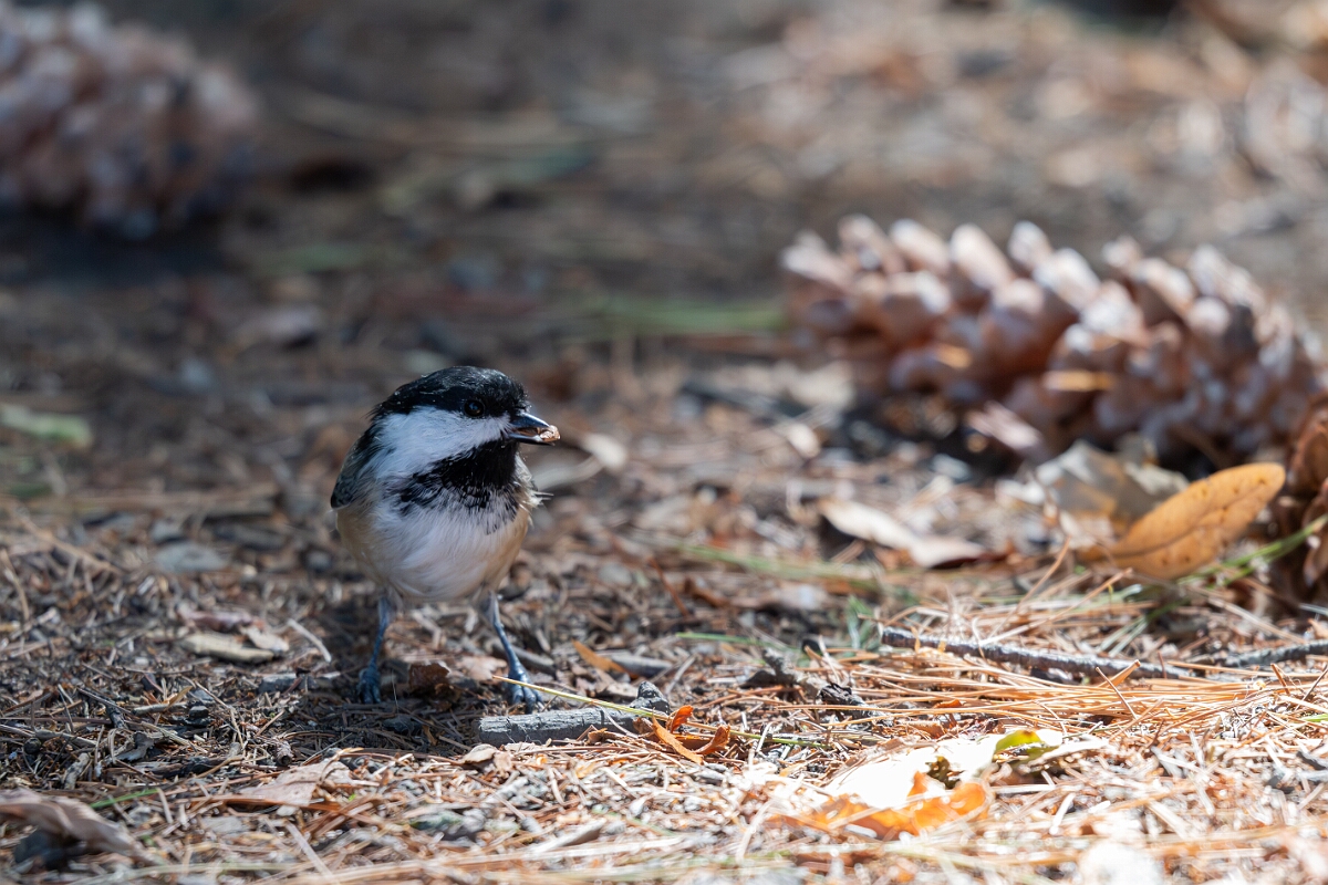 David Plant Photography - Wildlife Photography - Black-capped chickadee - C.jpg - Black-capped chickadee - Long Island, Rideau River, Ontario