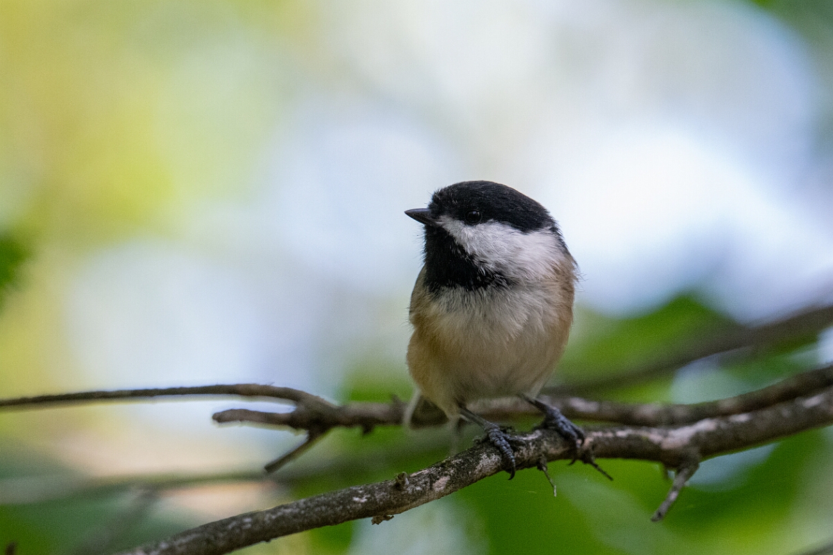 David Plant Photography - Wildlife Photography - Black-capped chickadee - D.jpg - Black-capped chickadee - Sarsaparilla trail, Stony Swamp, Ontario