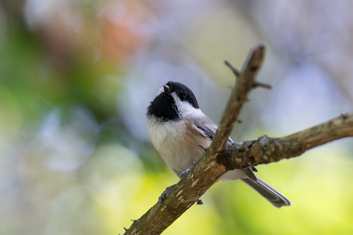 David Plant Photography - Wildlife Photography - Black-capped chickadee - E.jpg - Black-capped chickadee - Sarsaparilla trail, Stony Swamp, Ontario