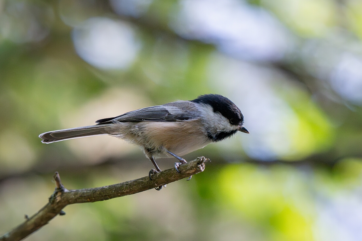 David Plant Photography - Wildlife Photography - Black-capped chickadee - F.jpg - Black-capped chickadee - Sarsaparilla trail, Stony Swamp, Ontario