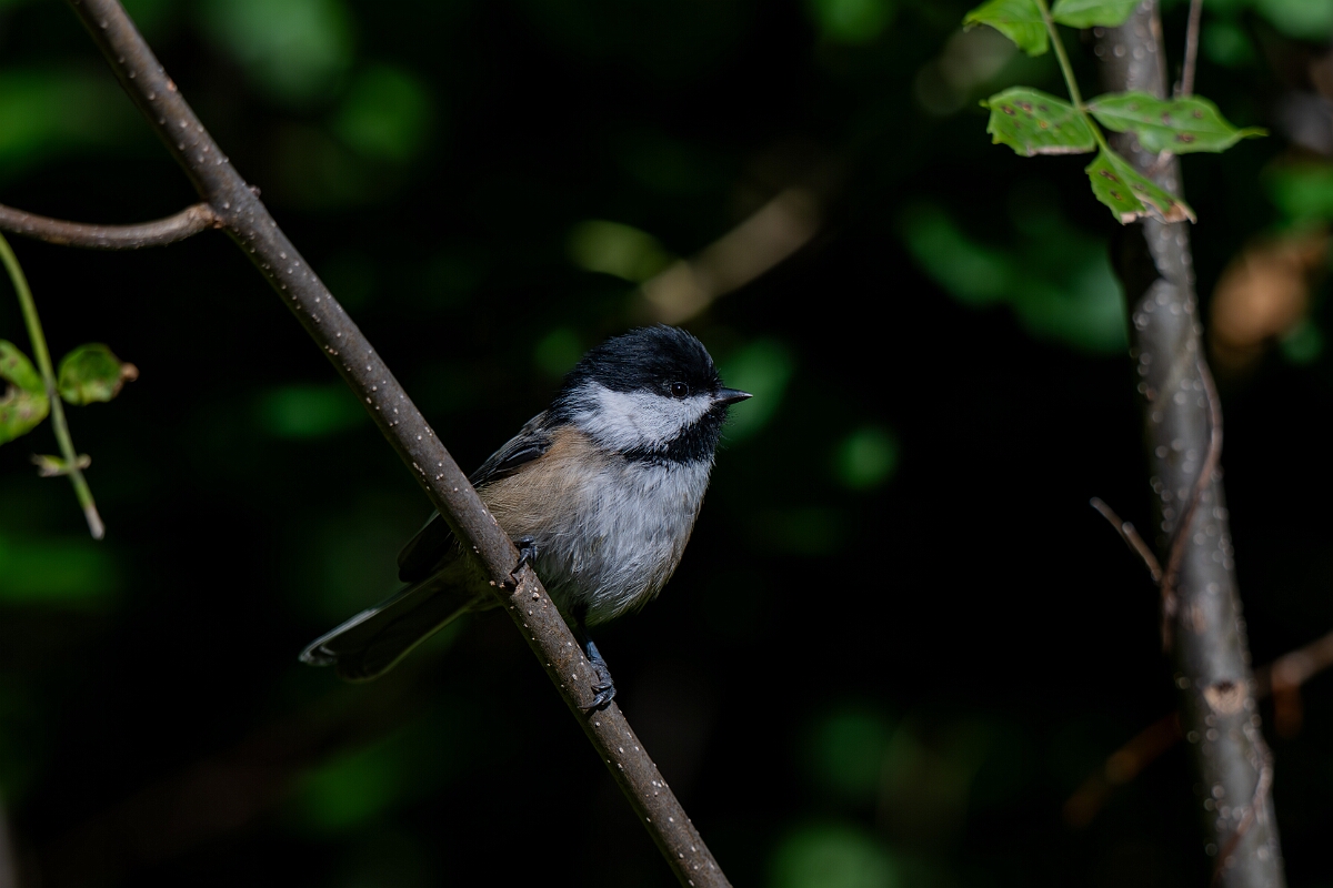 David Plant Photography - Wildlife Photography - Black-capped chickadee - J.jpg - Black-capped chickadee - Sarsaparilla trail, Stony Swamp, Ontario