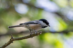 David Plant Photography - Wildlife Photography - Black-capped chickadee - F