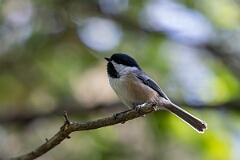 David Plant Photography - Wildlife Photography - Black-capped chickadee - G