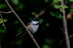 David Plant Photography - Wildlife Photography - Black-capped chickadee - J
