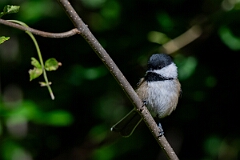 David Plant Photography - Wildlife Photography - Black-capped chickadee - K