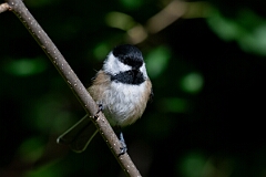 David Plant Photography - Wildlife Photography - Black-capped chickadee - L