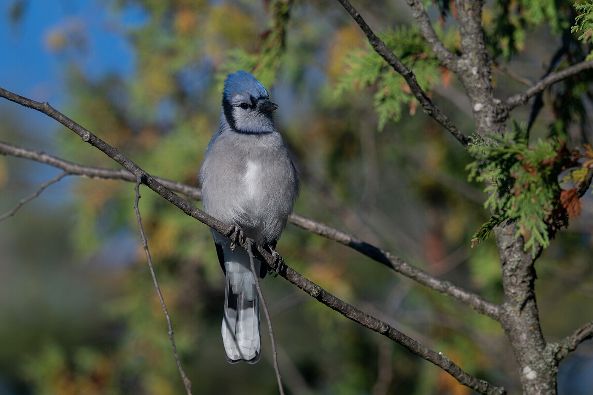 David Plant Photography - Wildlife Photography - Blue jay - B.jpg - Blue jay - Beaver trail, Stony Swamp, Ontario