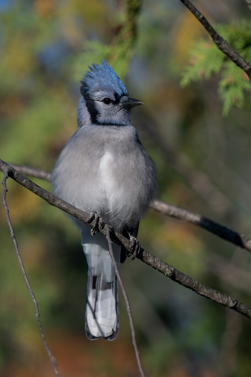 David Plant Photography - Wildlife Photography - Blue jay - D.jpg - Blue jay - Beaver trail, Stony Swamp, Ontario