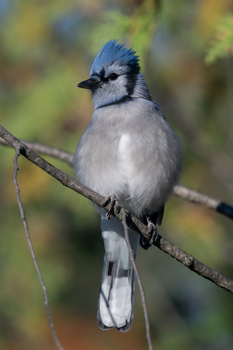 David Plant Photography - Wildlife Photography - Blue jay - E.jpg - Blue jay - Beaver trail, Stony Swamp, Ontario
