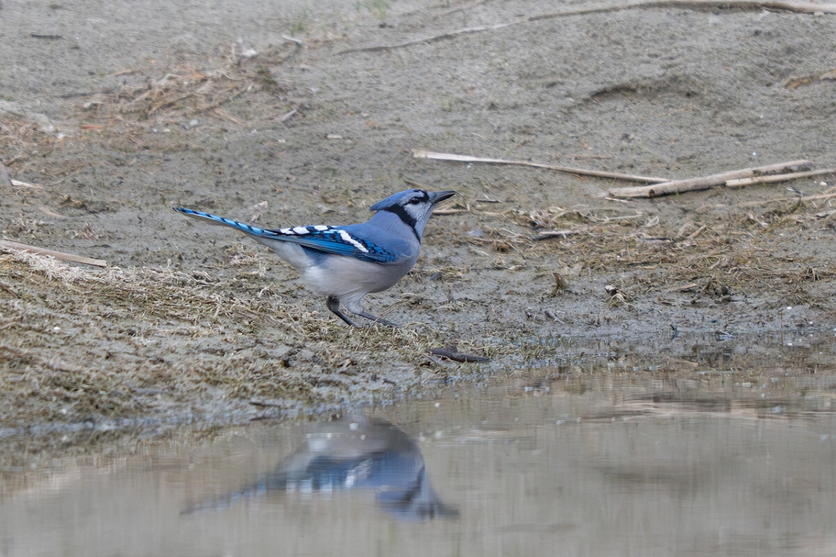 David Plant Photography - Wildlife Photography - Blue jay - G.jpg - Blue jay - Burnt Land Provincial Park, Ontario