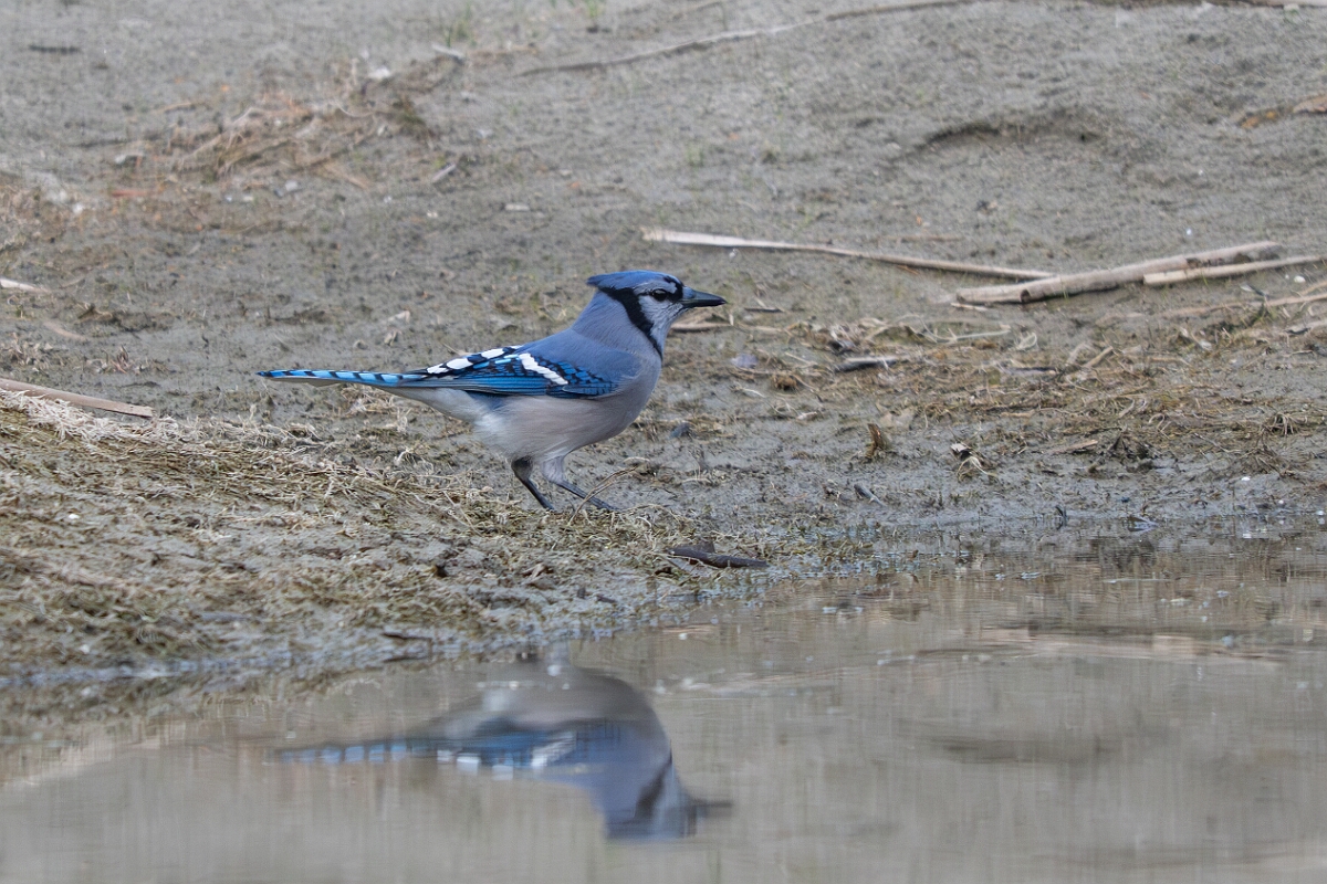 David Plant Photography - Wildlife Photography - Blue jay - H.jpg - Blue jay - Burnt Land Provincial Park, Ontario