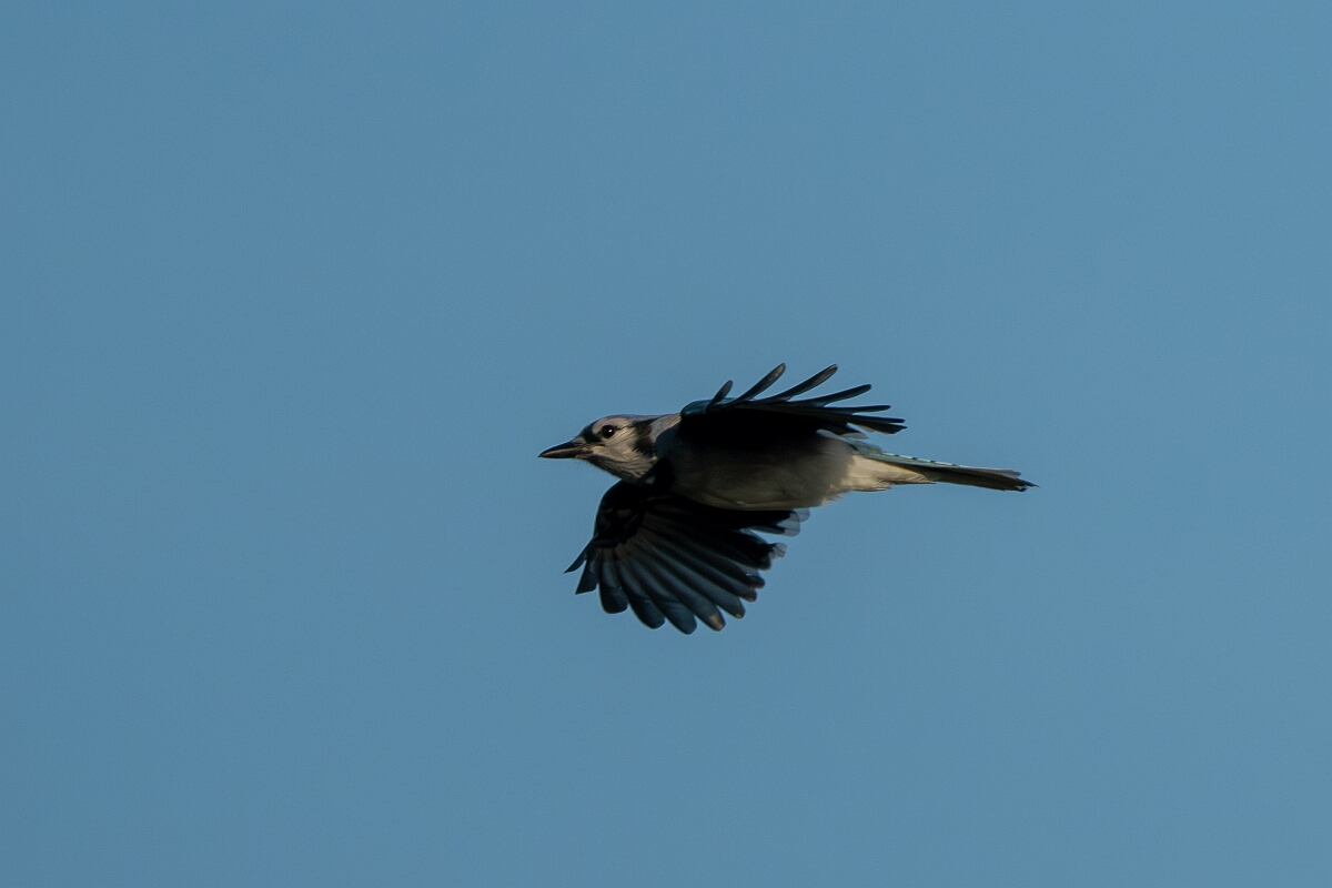 David Plant Photography - Wildlife Photography - Blue jay - J.jpg - Blue jay - Burnt Land Provincial Park, Ontario