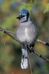 David Plant Photography - Wildlife Photography - Blue jay - E