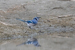 David Plant Photography - Wildlife Photography - Blue jay - G