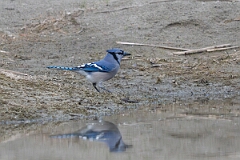 David Plant Photography - Wildlife Photography - Blue jay - H