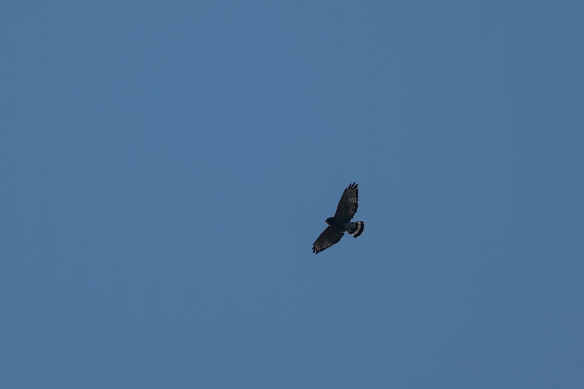 David Plant Photography - Wildlife Photography - Broad-winged hawk - A.jpg - Broad-winged hawk - Burnt Land Provincial Park, Ontario