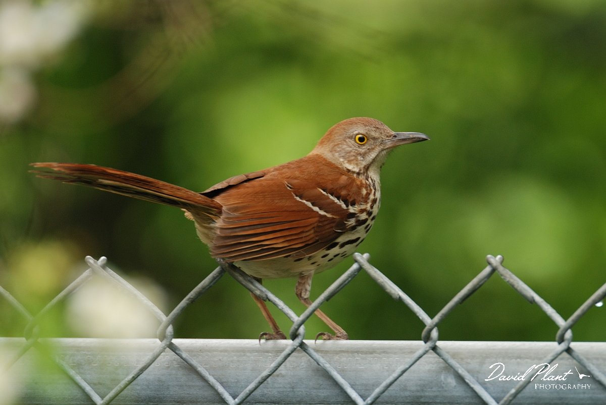 David Plant Photography - Wildlife Photographer - Brown thrasher - A.jpg - Brown thrasher - Ottawa, ON