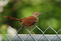 David Plant Photography - Wildlife Photographer - Brown thrasher - A