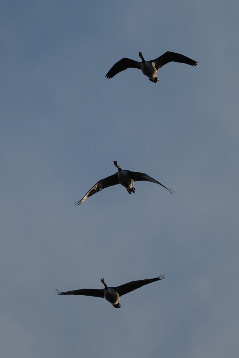 David Plant Photography - Wildlife Photography - Canada goose - A.jpg - Canada goose - Burnt Land Provincial Park, Ontario