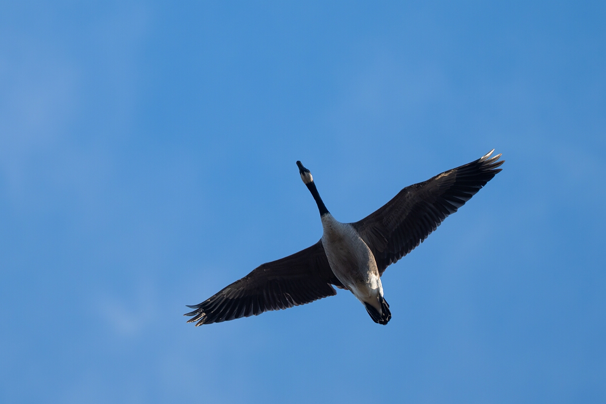 David Plant Photography - Wildlife Photography - Canada goose - B.jpg - Canada goose - Burnt Land Provincial Park, Ontario