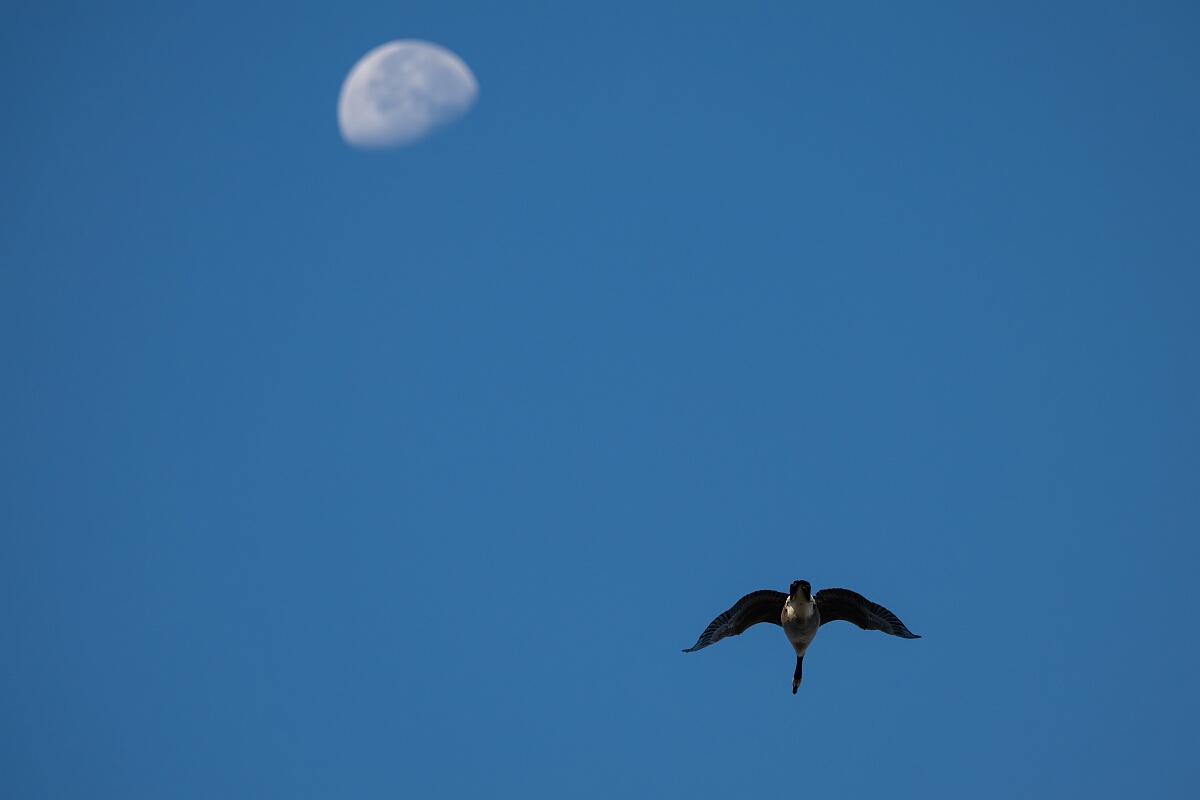 David Plant Photography - Wildlife Photography - Canada goose - C.jpg - Canada goose - Burnt Land Provincial Park, Ontario