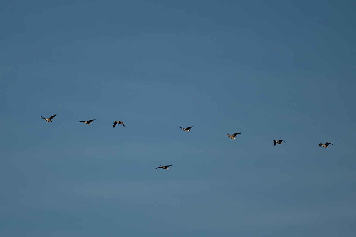 David Plant Photography - Wildlife Photography - Canada goose - D.jpg - Canada goose - Burnt Land Provincial Park, Ontario