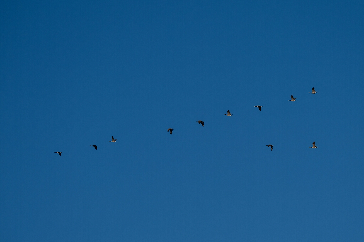 David Plant Photography - Wildlife Photography - Canada goose - E.jpg - Canada goose - Burnt Land Provincial Park, Ontario