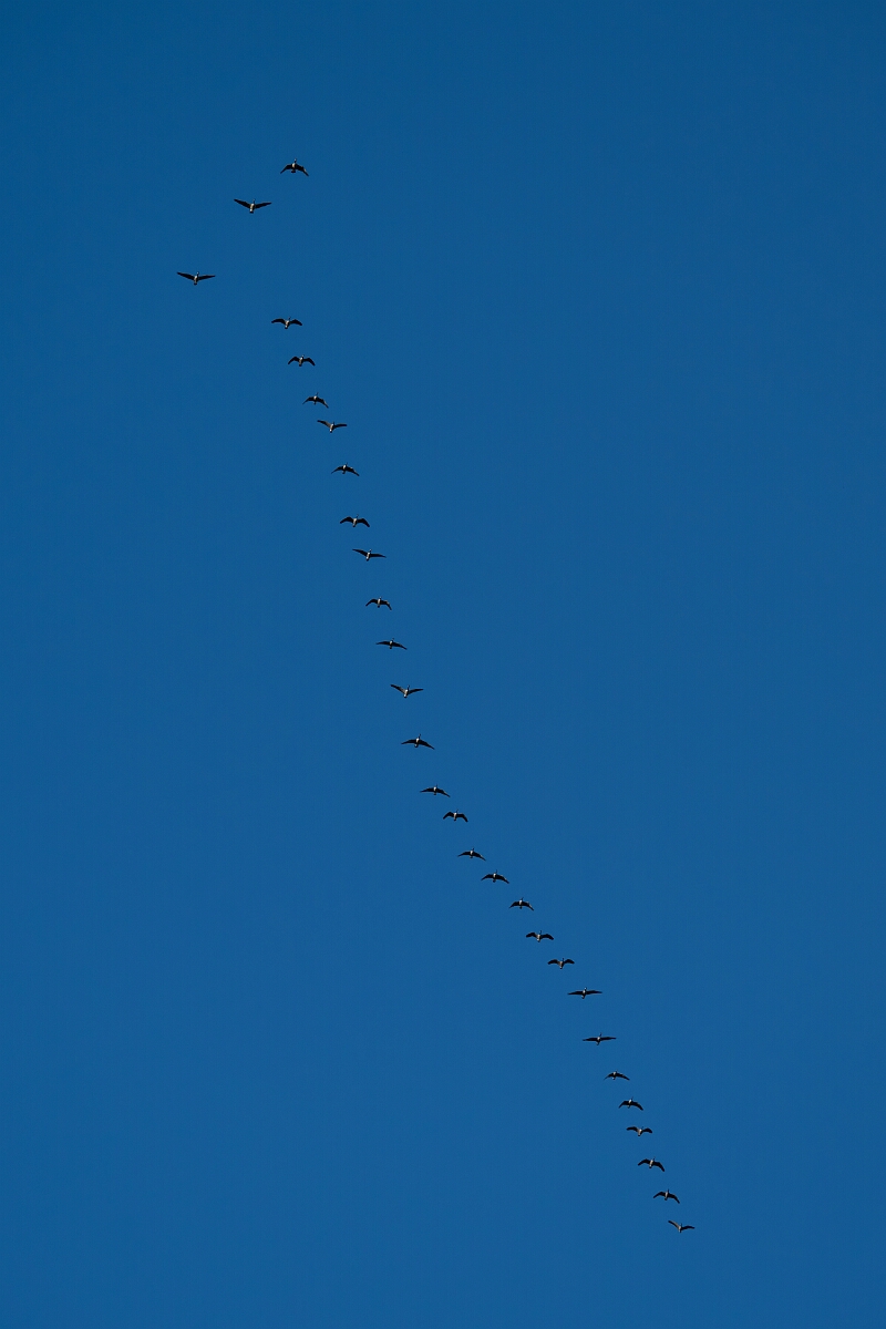 David Plant Photography - Wildlife Photography - Canada goose - F.jpg - Canada goose - Burnt Land Provincial Park, Ontario