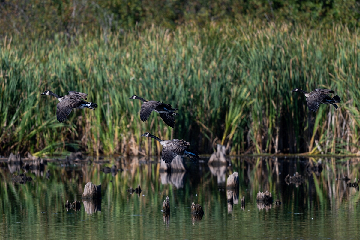 David Plant Photography - Wildlife Photography - Canada goose - G.jpg - Canada goose - Sarsaparilla trail, Stony Swamp, Ontario